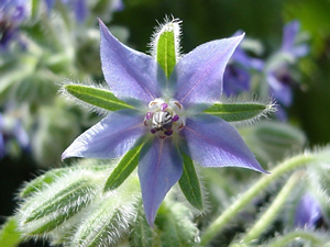 Borogo officinalis